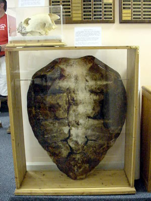 One of the many exhibits at Turtle Talk